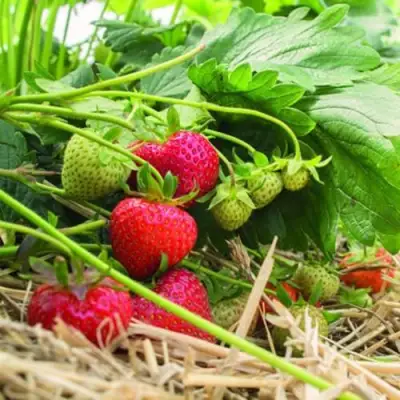 Клубника ЭЛЬСАНТА в Речице