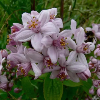Дейция МОУНТ РОУЗ в Речице