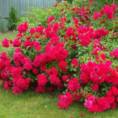 Роза РАДОСТЬ САДОВНИКА (ГАРТЕН ФРОЙДЕ) почвопокровная в Речице