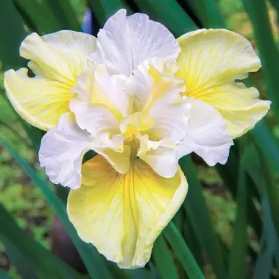 Ирис ЙЕЛЛОУ ТЕЙЛ сибирский в Речице