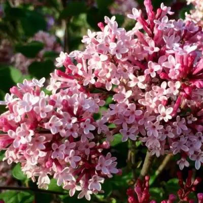 Сирень РЕД ПИКСИ в Речице