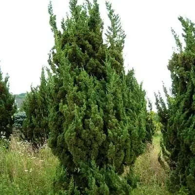 Можжевельник КАЙЗУКА китайский в Речице