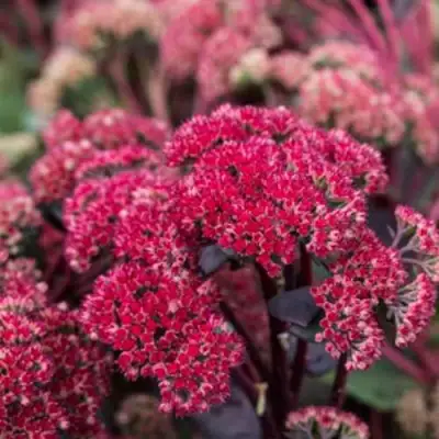 Очиток (седум) РЕД КАУЛИ в Речице