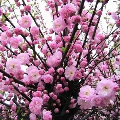 Миндаль ТРЁХЛОПАСТНЫЙ (луизеания) в Речице