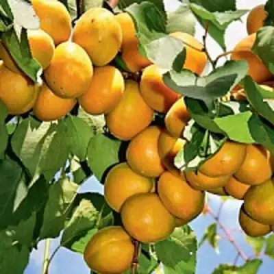Абрикос БРЯНСКИЙ РАННИЙ в Речице
