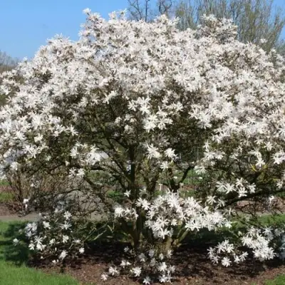 Магнолия КОБУС в Речице