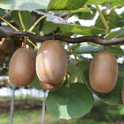 Актинидия ЗАКАРПАТЬЕ киви в Речице