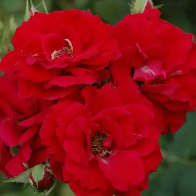 Роза ЧАМПЛЕЙН флорибунда в Речице