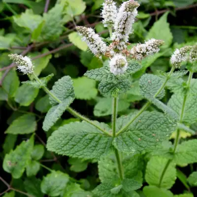 Мята яблочная в Речице