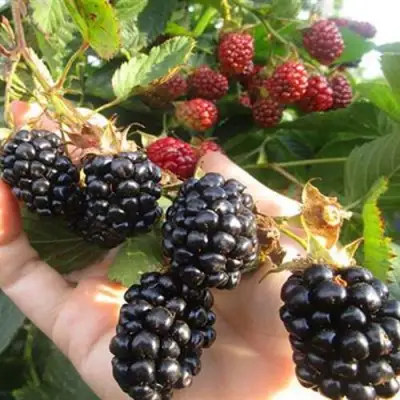 Ежевика НАВАХО бесшипная  в Речице