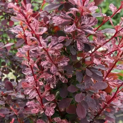 Барбарис РОУЗ ГЛОУ тунберга в Речице