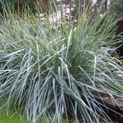 Элимус БЛЮ ДЮН песчаный в Речице