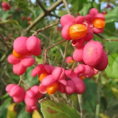 Бересклет ЕВРОПЕЙСКИЙ в Речице