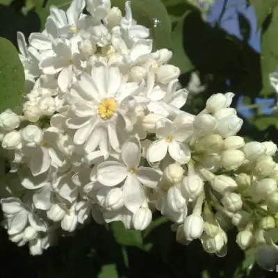 Сирень РОЧЕСТЕР в Речице