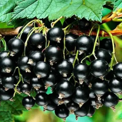 Смородина черная АТЛАНТ в Речице