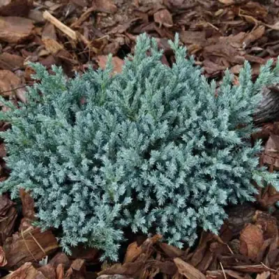 Можжевельник БЛЮ СПАЙДЕР чешуйчатый в Речице