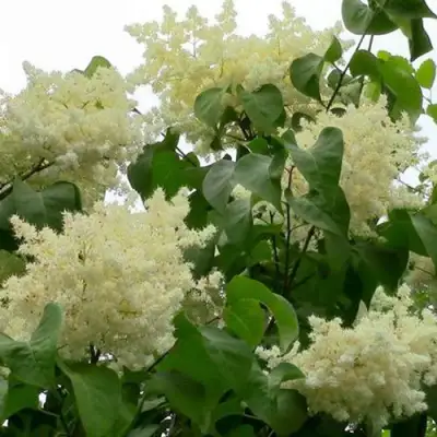 Сирень АМУРСКАЯ в Речице