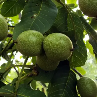 Грецкий орех ПИНСКИЙ в Речице