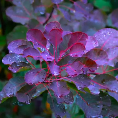 Скумпия ГРЕЙС в Речице