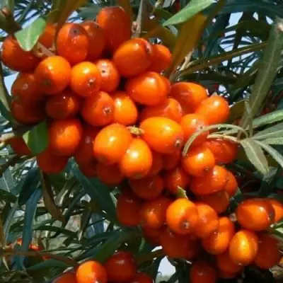 Облепиха ПЛАМЕННАЯ в Речице