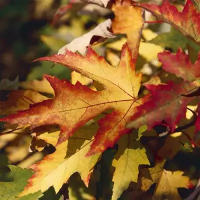 Клен серебристый в Речице