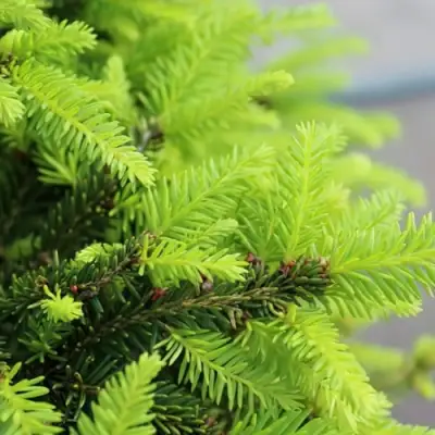 Ель НИДИФОРМИС обыкновенная в Речице