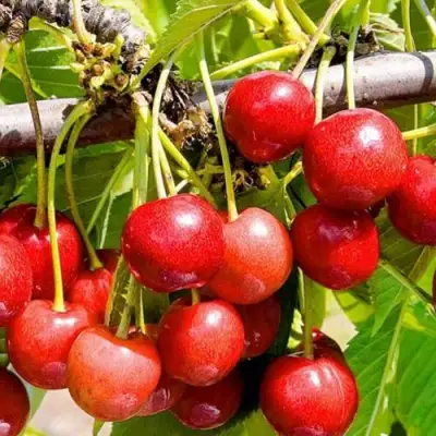 Черешня БЮТТНЕРА КРАСНАЯ в Речице