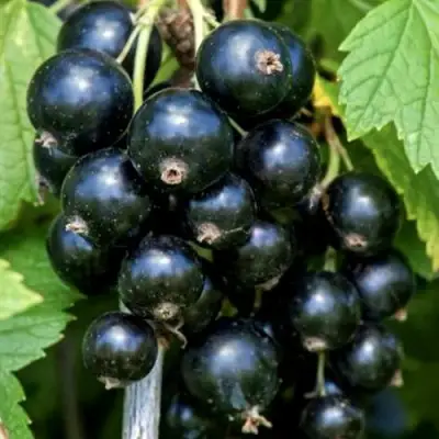 Смородина чёрная СЕЛЕЧЕНСКАЯ в Речице