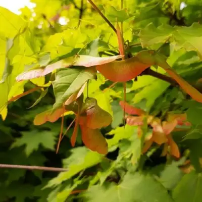 Клен ложноплатановый в Речице