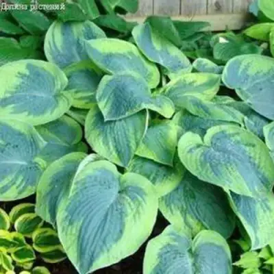 Хоста ТОКУДАМА ФЛАВОЦИРЦИНАЛИС гибридная в Речице