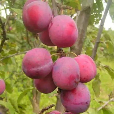 Слива ЭДИНБУРГСКАЯ в Речице