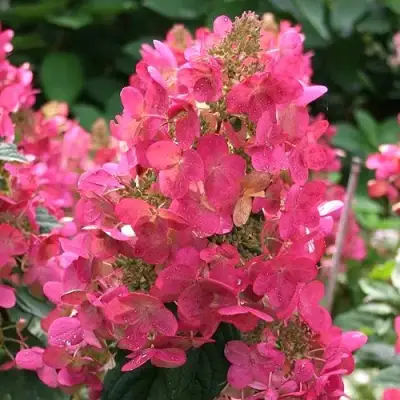 Гортензия МЕГА МИНДИ метельчатая в Речице