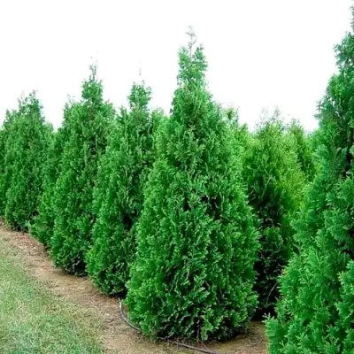 Туя СПИРАЛИС западная в Речице