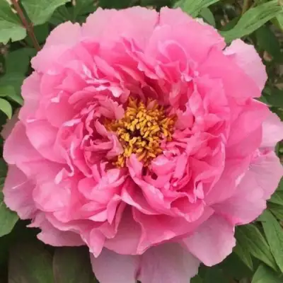 Пион РОЗОВЫЙ ЛОТОС древовидный в Речице