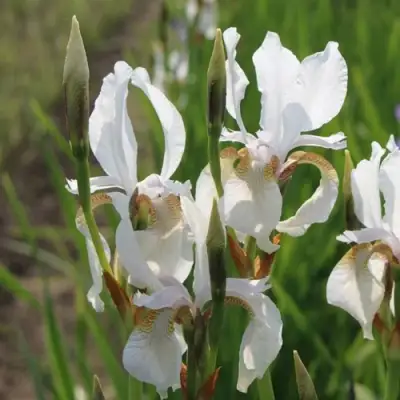 Ирис АЛЬБА сибирский в Речице