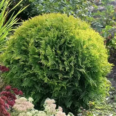 Туя ЕЛЛОУ ГЛОБ западная в Речице