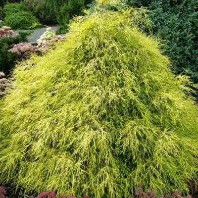 Кипарисовик ФИЛИФЕРА АУРЕА горохоплодный в Речице