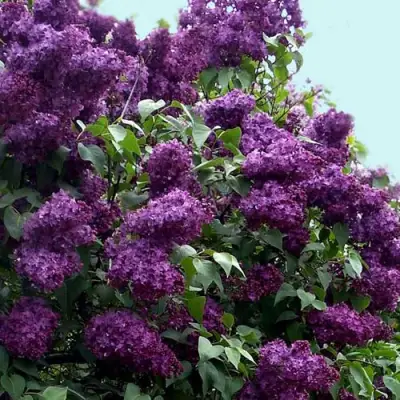 Сирень ИНДИЯ в Речице