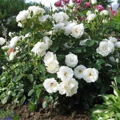 Роза АЛАБАСТЕР флорибунда в Речице