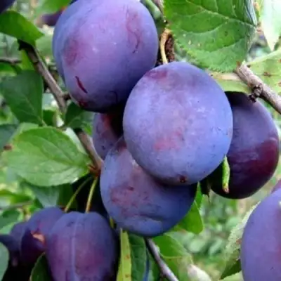 Слива ПЕРДРИГОН в Речице