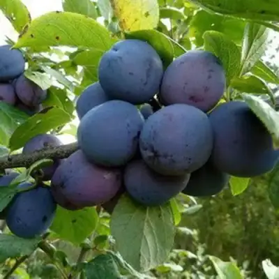 Слива КРОМАНЬ в Речице