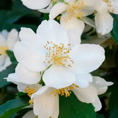 Жасмин ЮСТИНКА в Речице