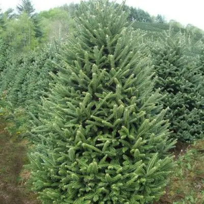 Пихта ФРАЗЕРА в Речице