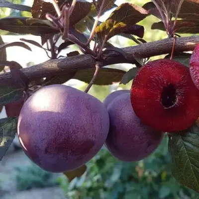 Слива ПАННА в Речице