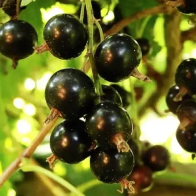 Смородина чёрная НАРА в Речице