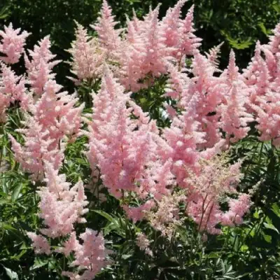 Астильба ГЛИТТЕР ЭНД ГЛАМУР китайская в Речице