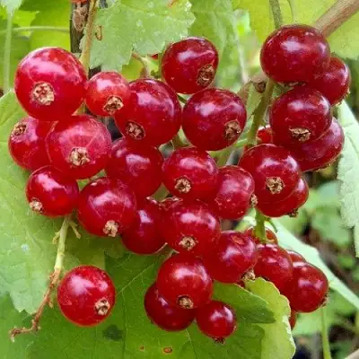 Смородина красная РОНДОМ в Речице