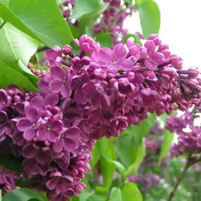 Сирень ДЕНЬ ПОБЕДЫ в Речице