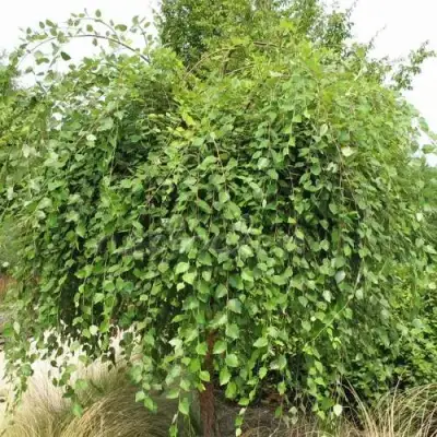 Береза САММЕР КАСКАД черная в Речице