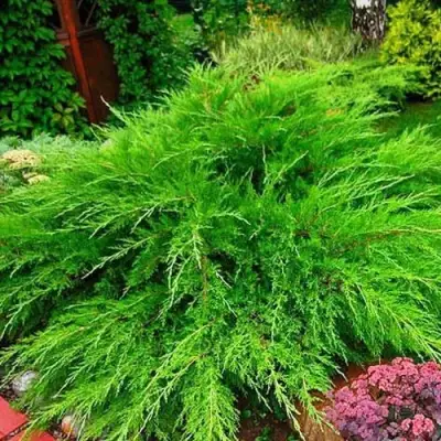 Можжевельник МИНТ ДЖУЛЕП средний в Речице